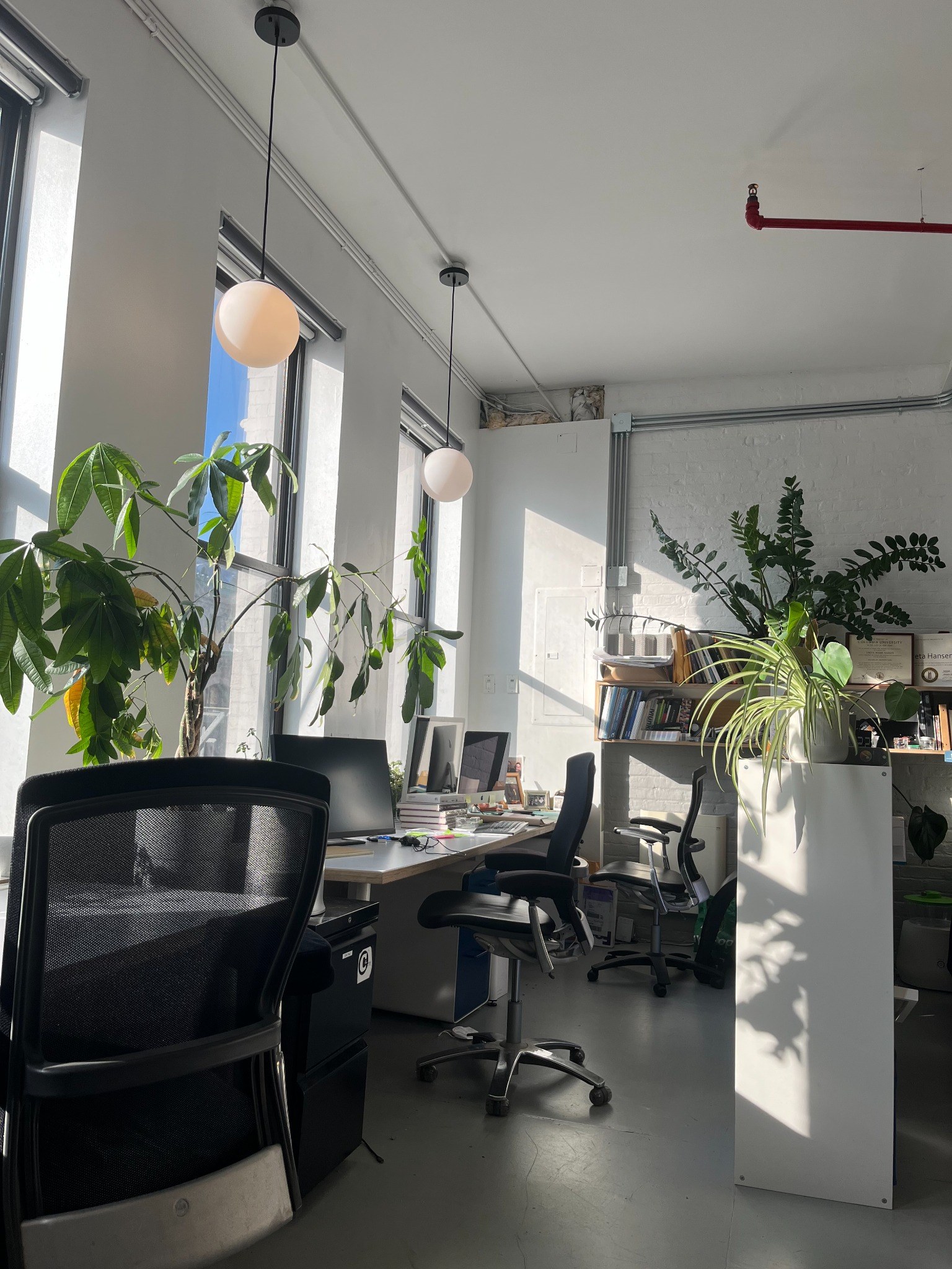 Sunlit desks and plants
